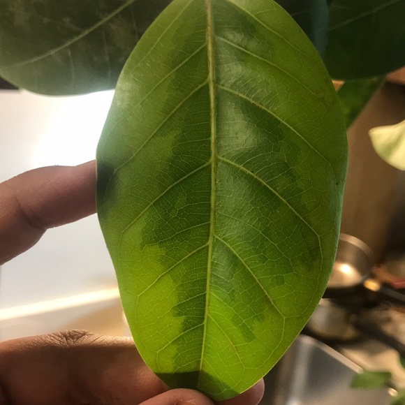 Tall and Large Ficus Audrey - Picture 2 of 16